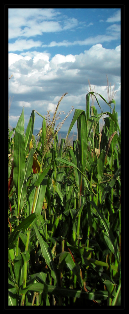 Tra terra e cielo