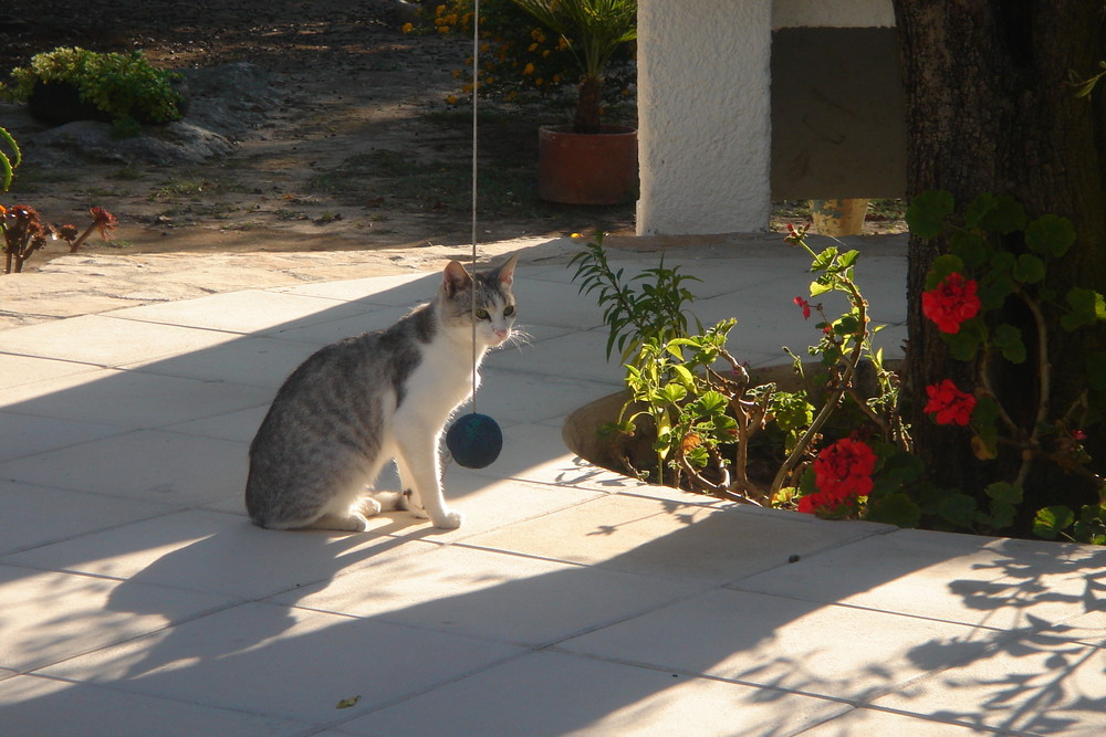 ...tra zucche e olivi...è comparso miaoooo