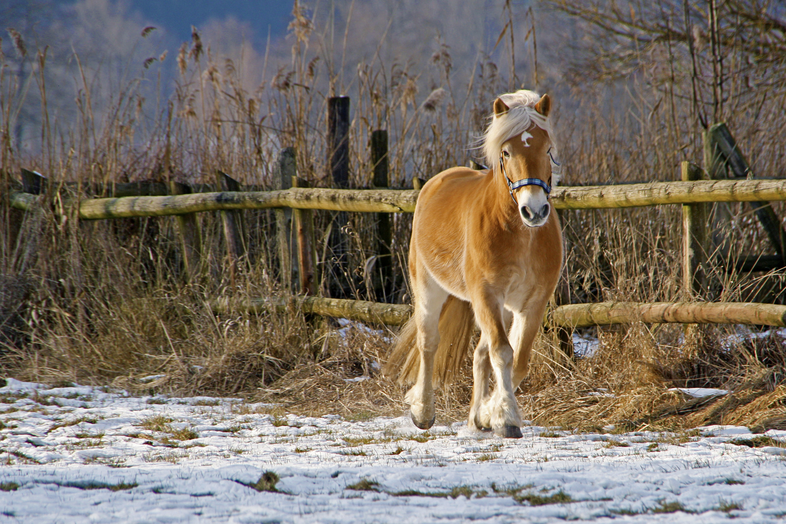 Trab im Schnee