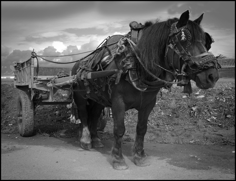 Trabajador