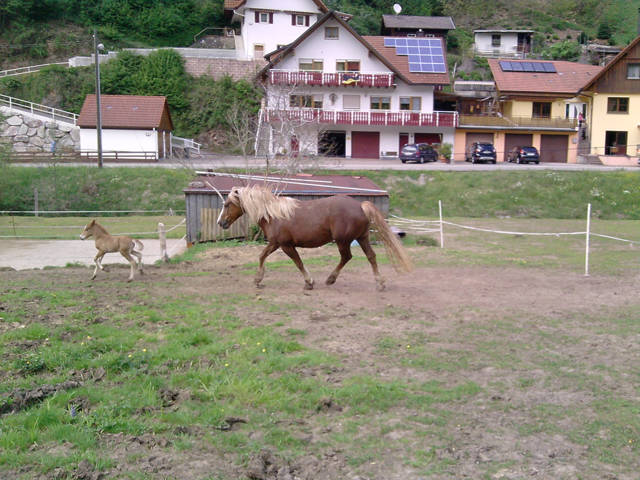 Traben mit Mama.........