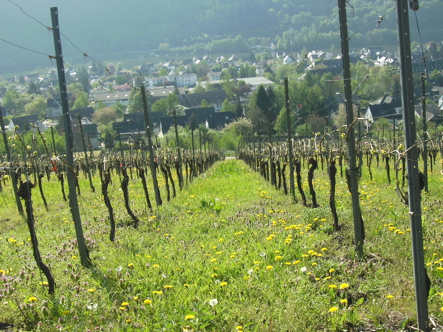 Traben-Trarbach an der Mosel