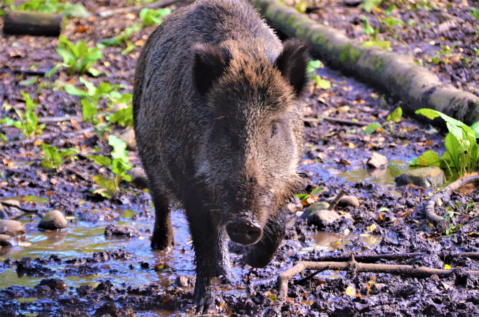 Trabendes Wildschwein 