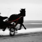 Traber am Strand