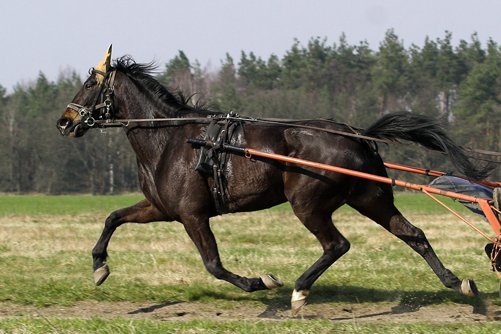 Traber beim Training II