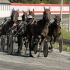 Traber-rennen in MG am 24.08.2019