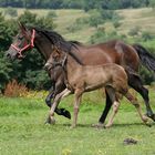 Traberstute mit Fohlen, Normandie