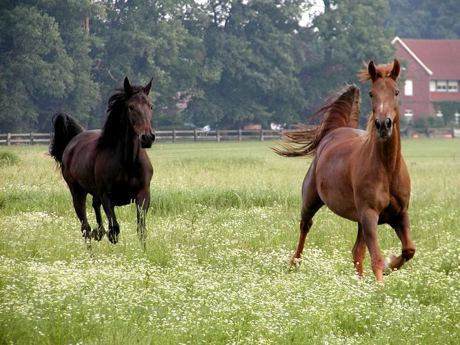 Traberstuten Molly und Rapid Light "messen" die neue Wiese aus.....