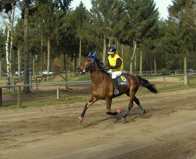 Trabreiten in Sonsbeck