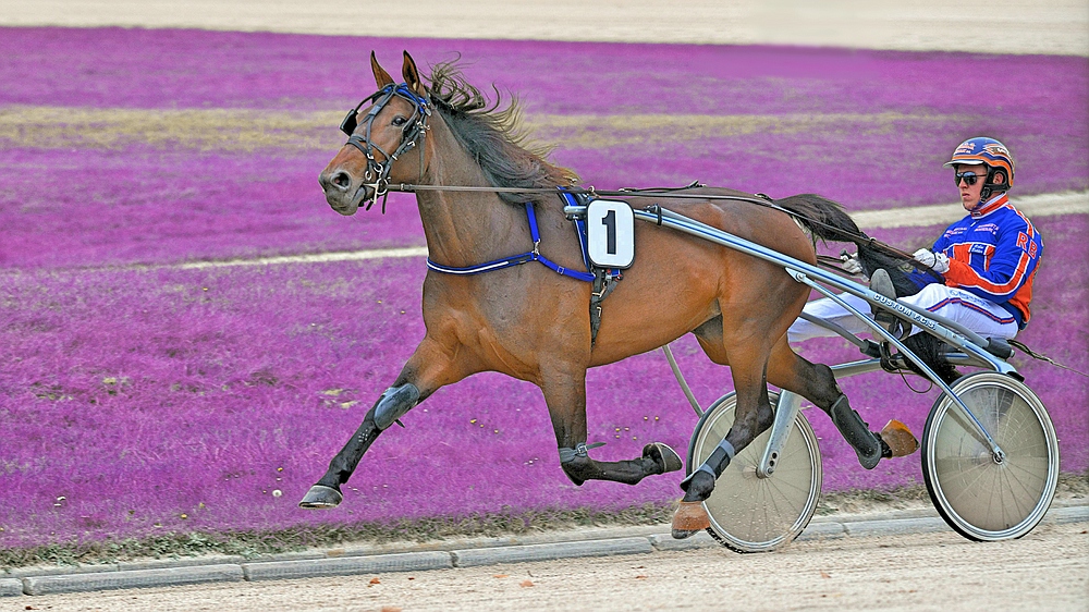 Trabrennbahn Gelsenkirchen - Fahrer Robin Bakker mit *Ronja*