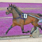 Trabrennbahn Gelsenkirchen - Fahrer Robin Bakker mit *Ronja*