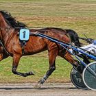 Trabrennbahn Gelsenkirchen - Startnummer 1