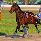 Trabrennbahn Gelsenkirchen - Startnummer 14