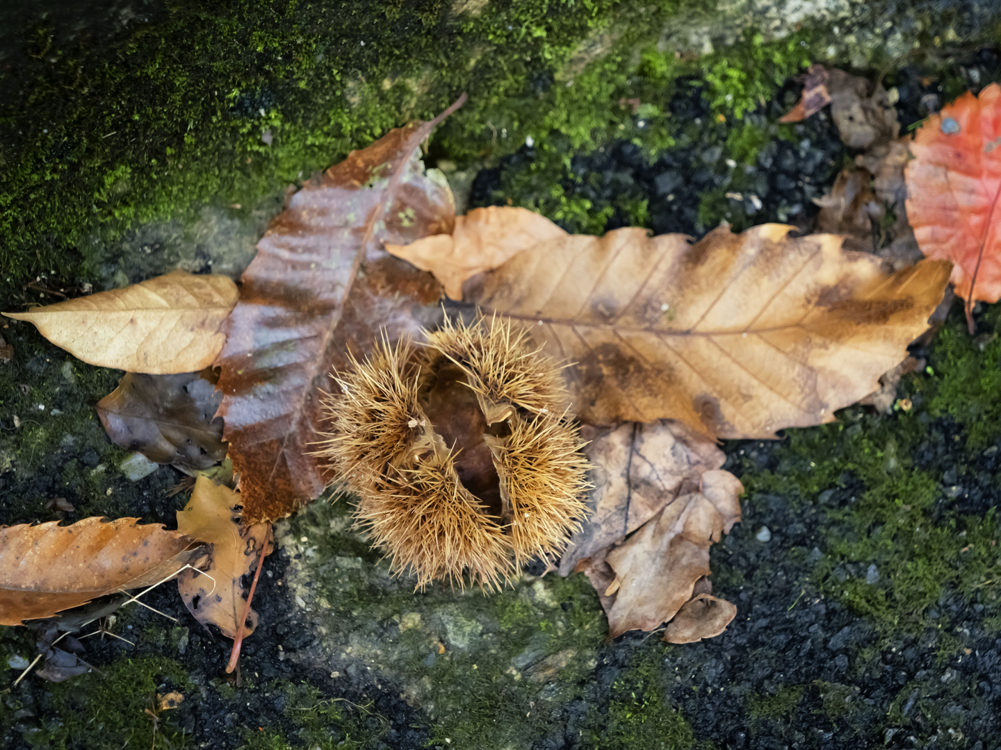 Tracce d'autunno