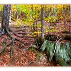 ...TRACCE DI UN BOSCO PASSATO...