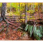 ...TRACCE DI UN BOSCO PASSATO...