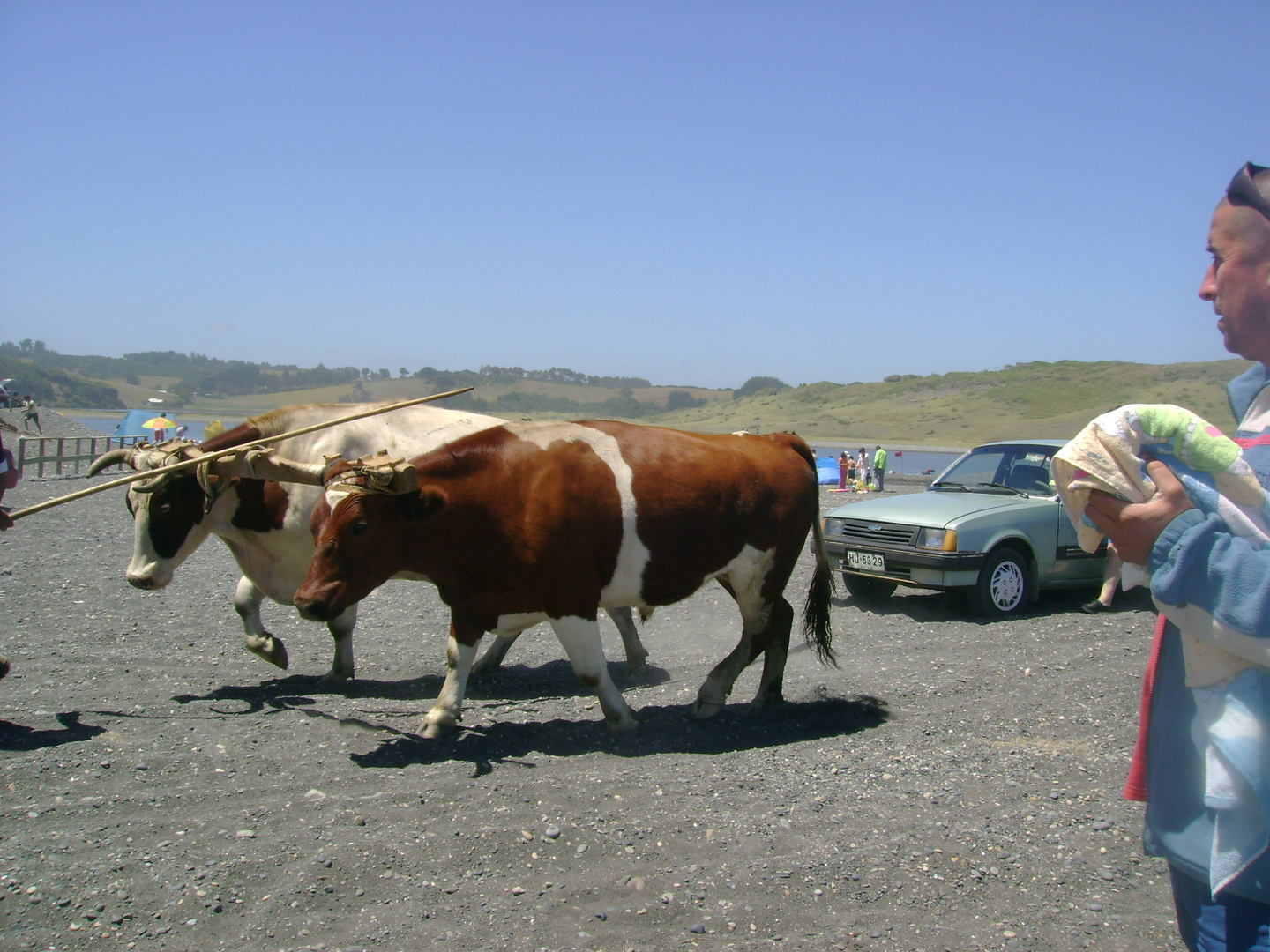 tracción animal