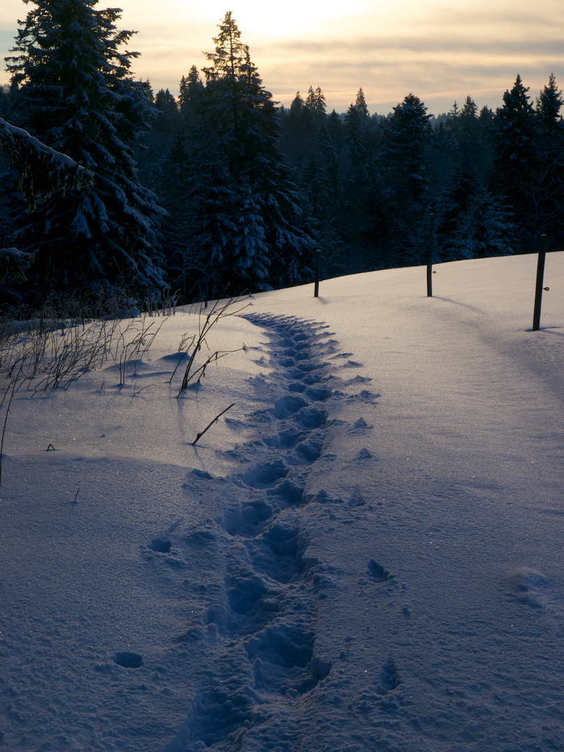 Trace dans la neige