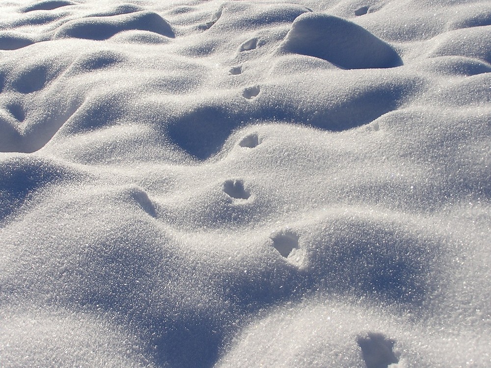 Traces de martre dans la neige