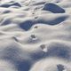 Traces de martre dans la neige