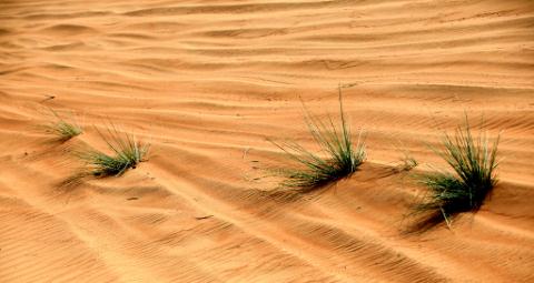 traces de roues dans le sable.