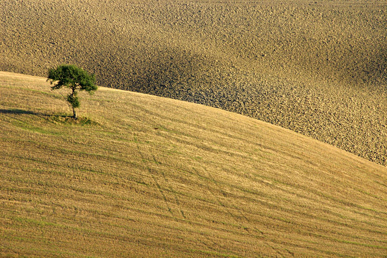 Traces In Green II