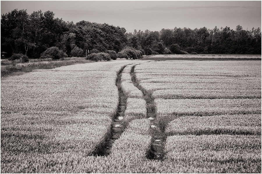 ~* Traces in the Cornfield *~