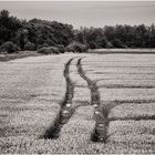 ~* Traces in the Cornfield *~