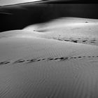 traces in the sand