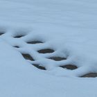 ..Traces, la neige ne tenait pas sur les pavés du jardin...