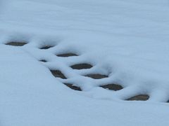 ..Traces, la neige ne tenait pas sur les pavés du jardin...