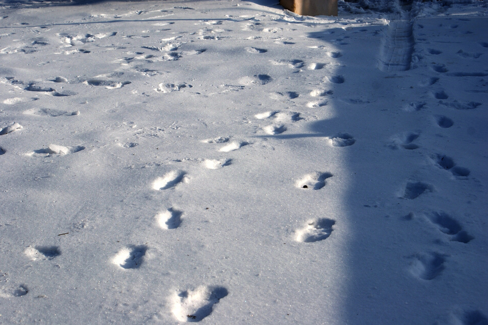 traces sur la neige