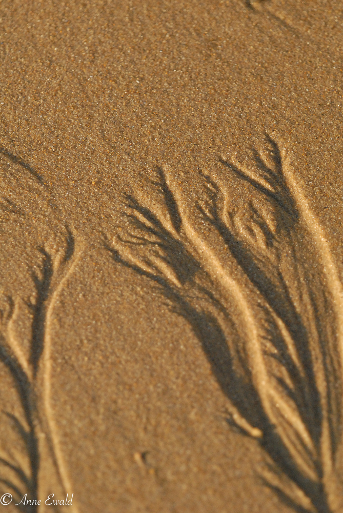 Traces sur le sable