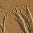 Traces sur le sable