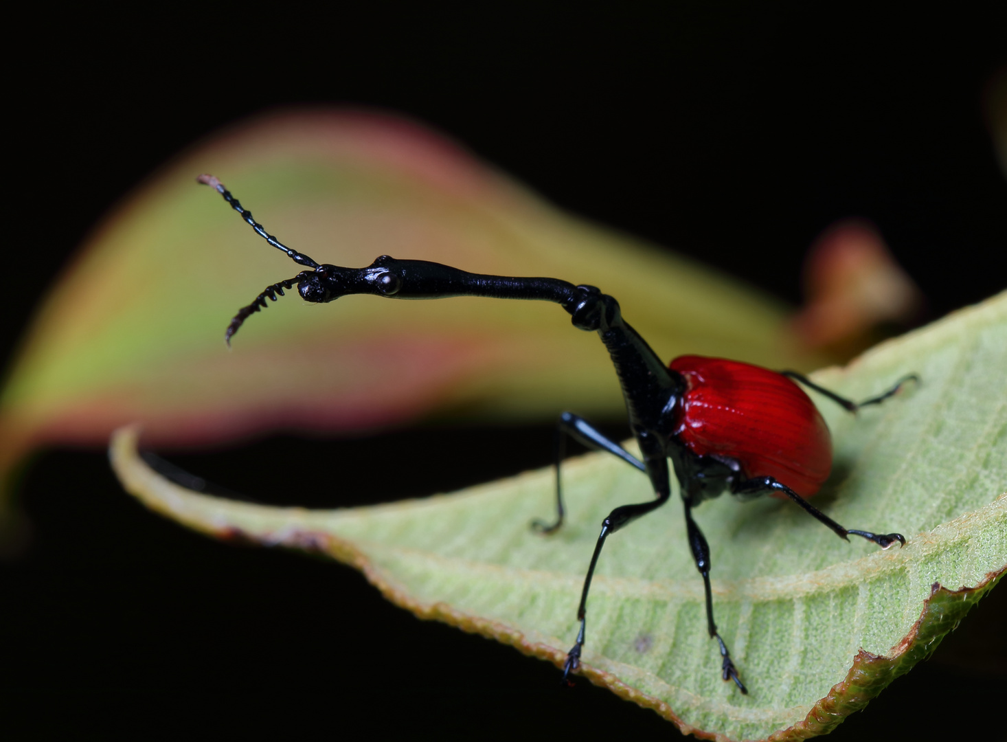 Trachelophorus giraffa