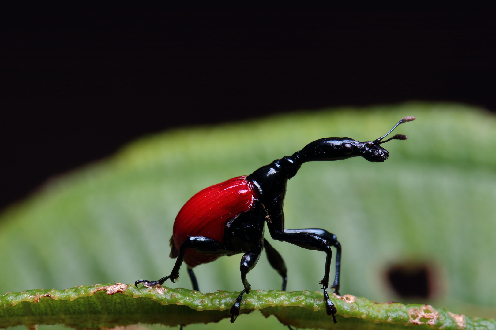 Trachelophorus giraffa