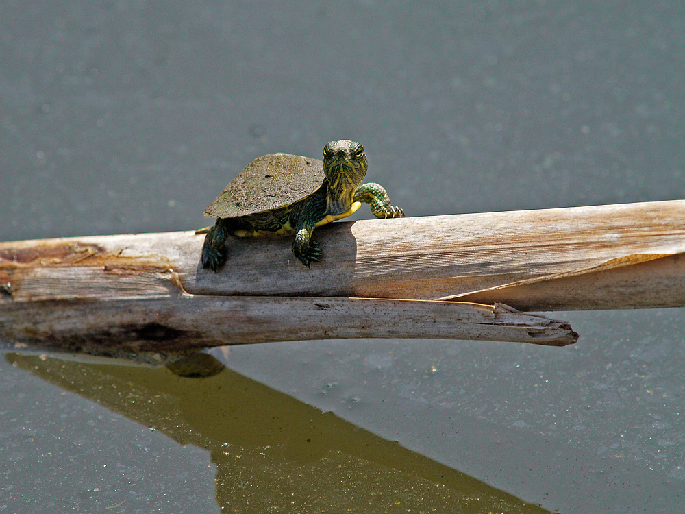 Trachemys scripta