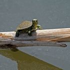 Trachemys scripta