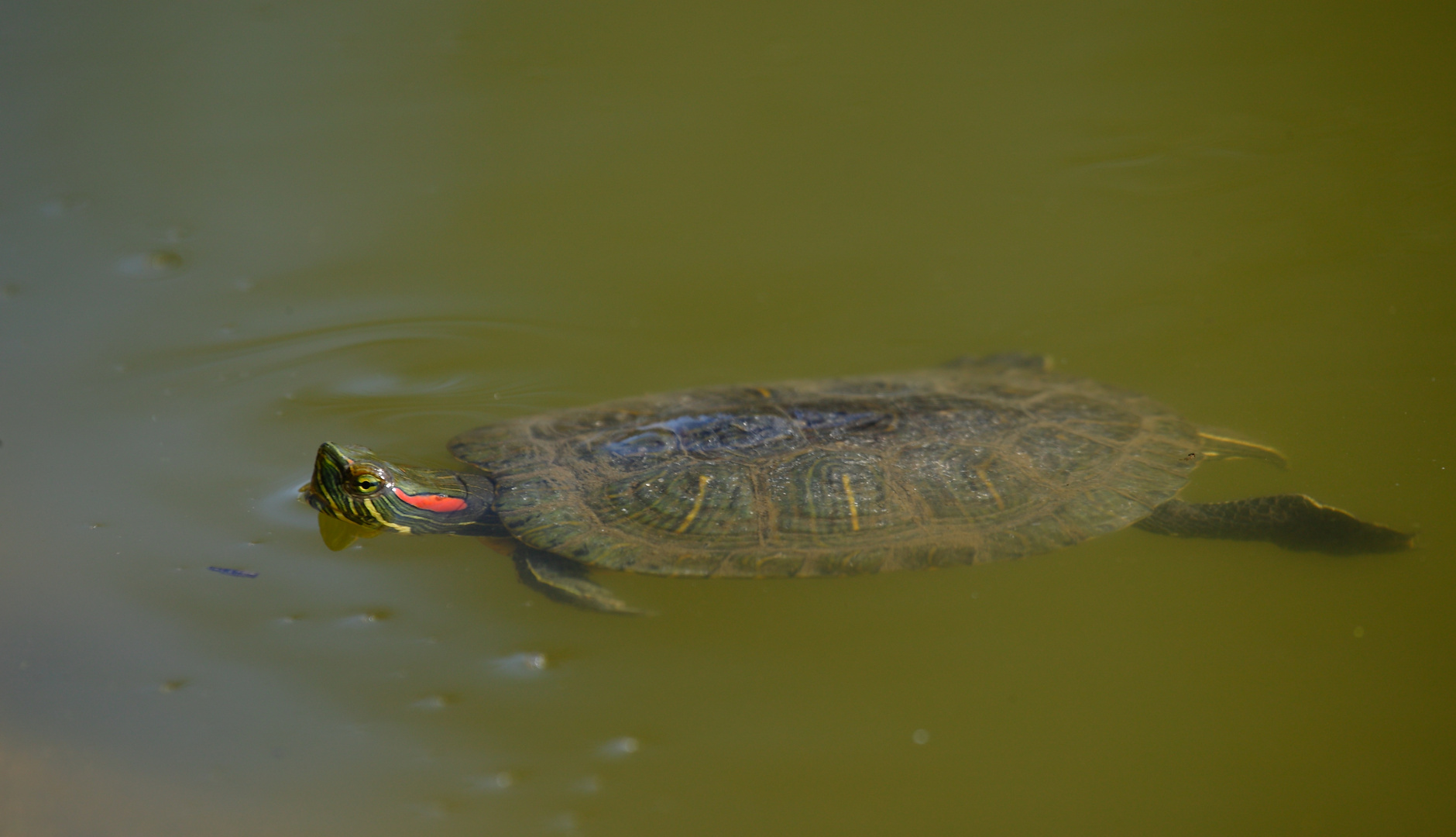 Trachemys scripta elegans oder das Comeback der Sonne