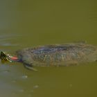 Trachemys scripta elegans oder das Comeback der Sonne