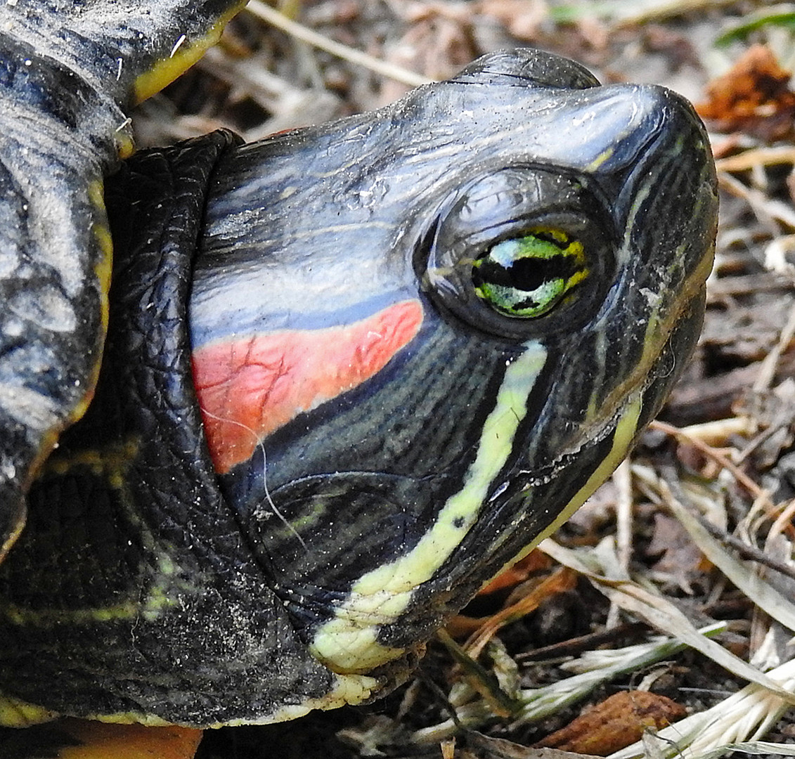 Trachemys scripta elegans (Weibchen)