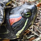 Trachemys scripta elegans (Weibchen)