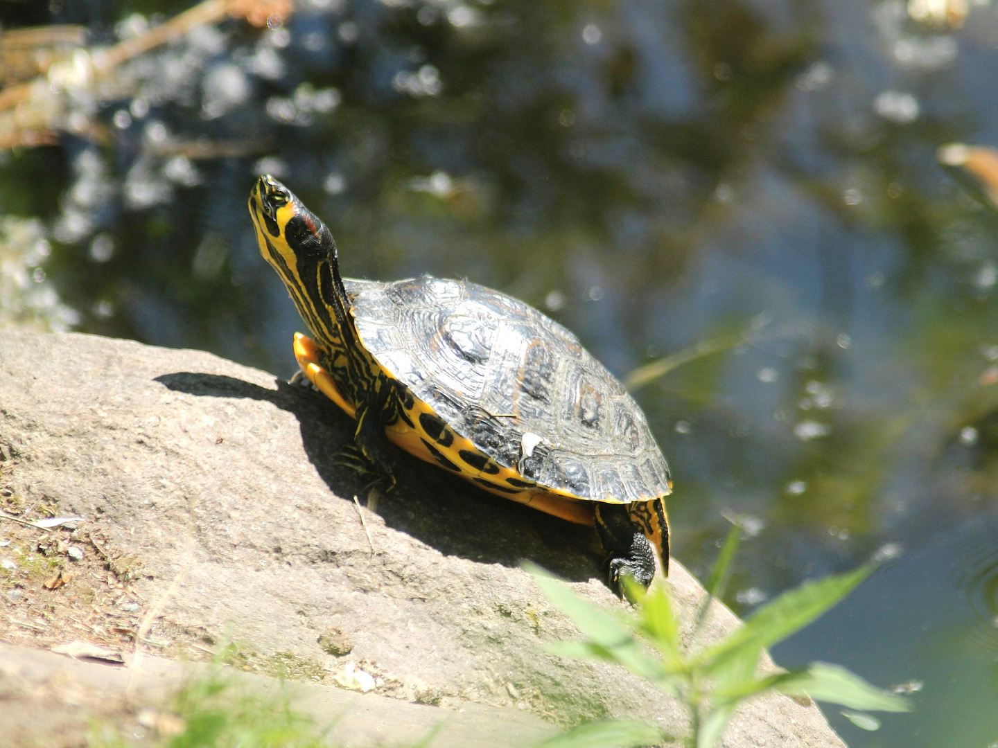 Trachemys Scripta Scripta