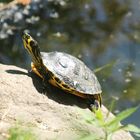 Trachemys Scripta Scripta