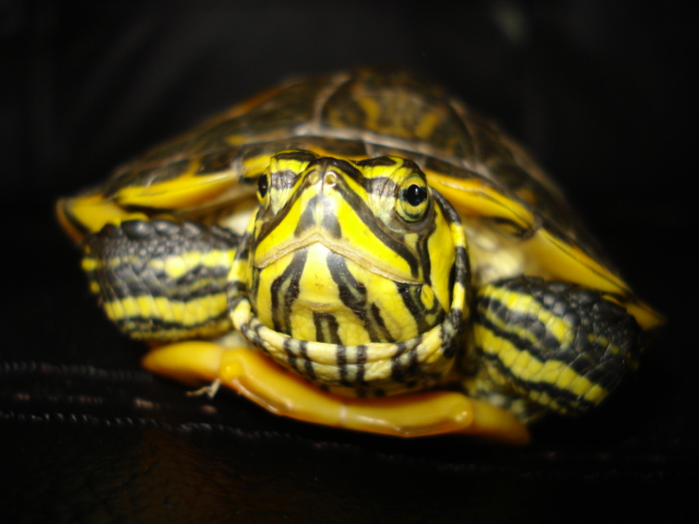 Trachemys scripta scripta Foto & Bild tiere, haustiere, aquaristik