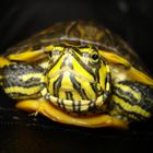 Trachemys scripta scripta