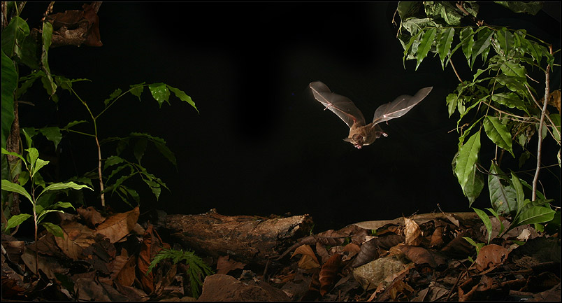 trachops cirrhosus - "frog eating bat"