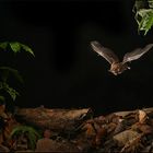 trachops cirrhosus - "frog eating bat"