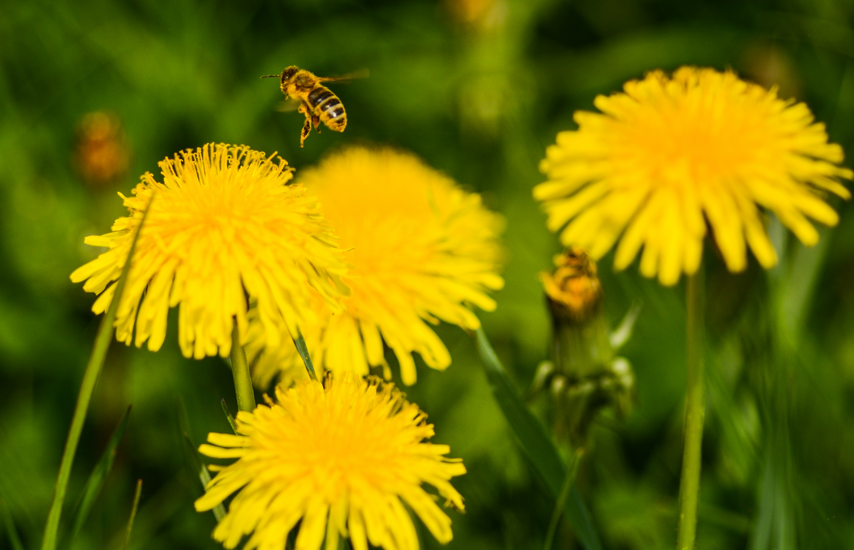 Trachtbiene 00786 im Anflug