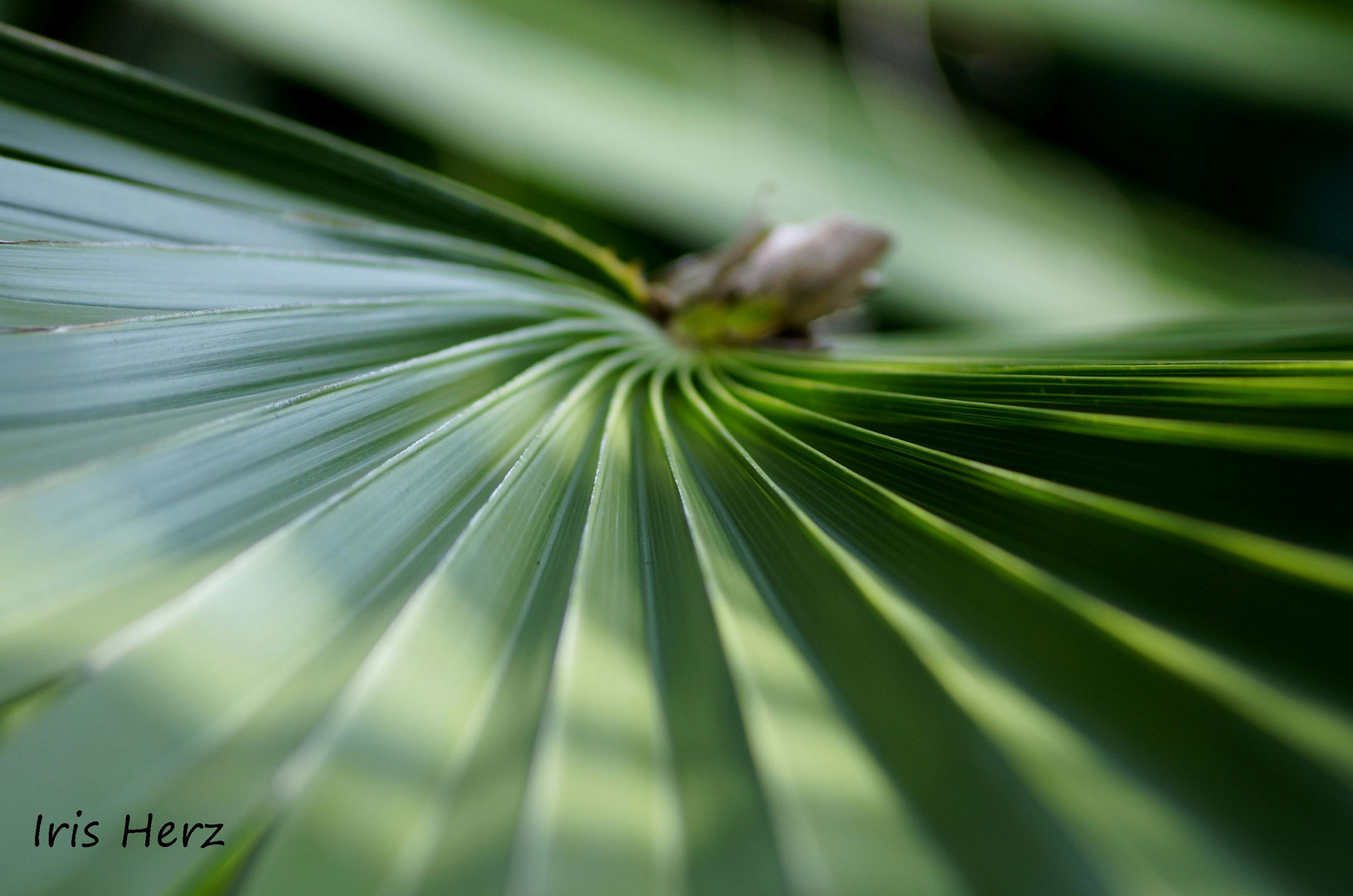 Trachycarpus fortunei